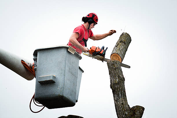 Best Fruit Tree Pruning  in Cheree, OK